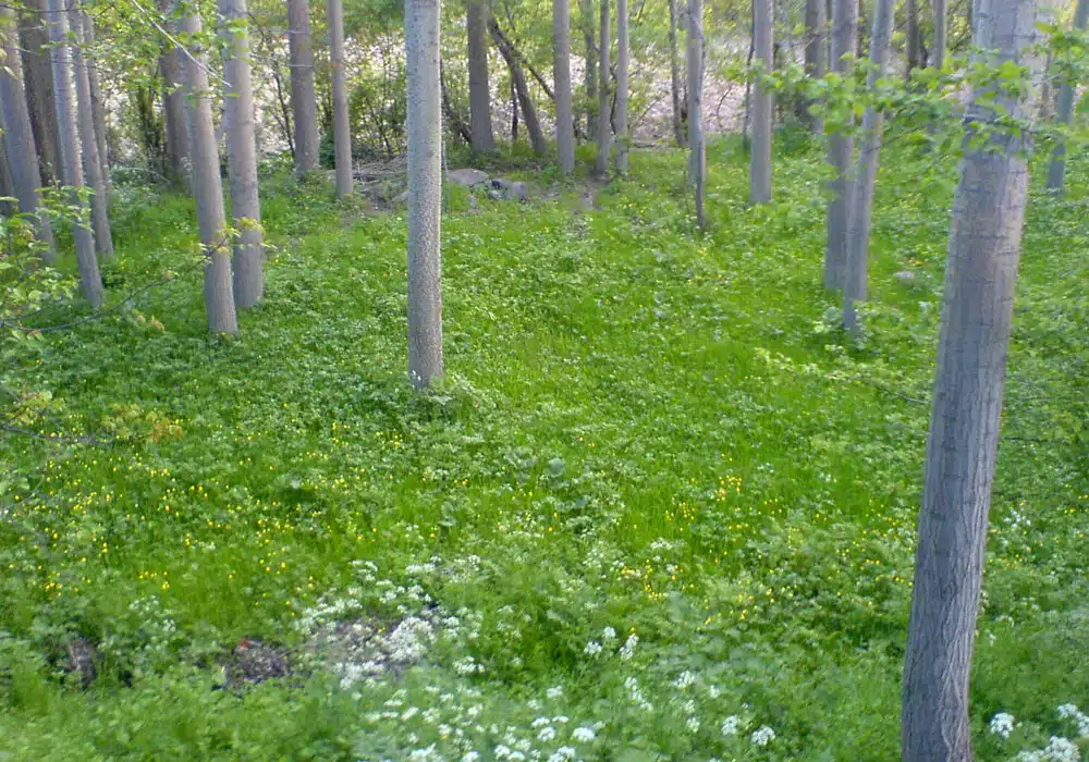 Image-Video1